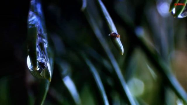 Омар Хайям - Дай "чашу" и слушай 22 смотреть онлайн