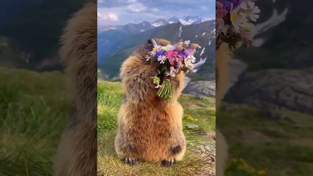 Как я тебя узнаю ? Я буду с букетом 🥹 смотреть онлайн