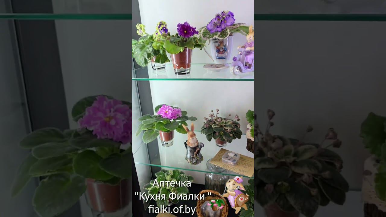 Аптечка «Кухня Фиалки» ⛑️ Мы разработали аптечку для рпстений смотреть онлайн