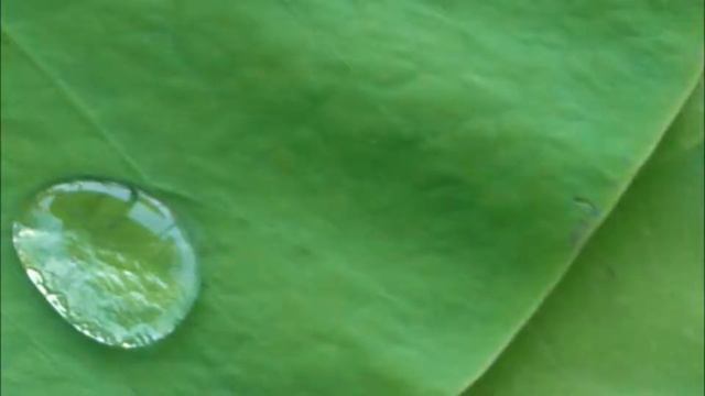 поездка к лотосам смотреть онлайн