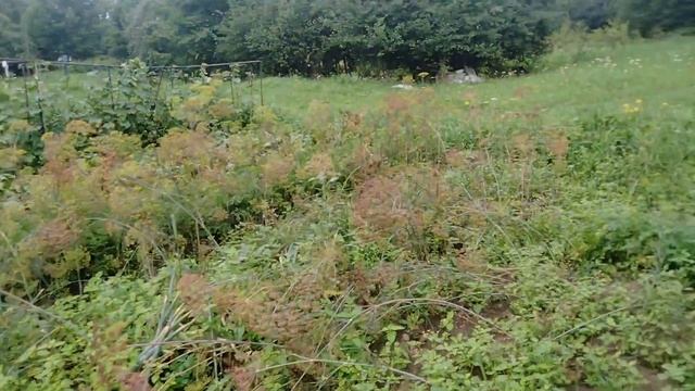 Начало августа,обзор участка.#дача#теплица#огород# смотреть онлайн