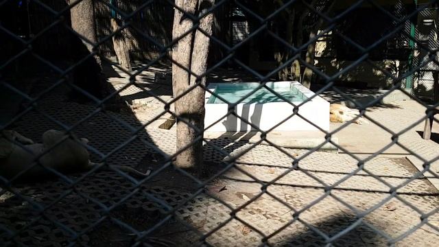 #9-2 Раскопки древних храмов Вианг Кум Кам, Tiger Kingdom и Ват Прахат на холме Дой Сутхеп смотреть онлайн