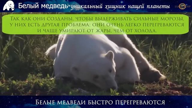 Факты про белого медведя #факты #белый #медведь смотреть онлайн