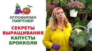 СЕКРЕТЫ ВЫРАЩИВАНИЯ КАПУСТЫ БРОККОЛИ