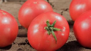 ХАПИНЕТ F1 | Овощная усадьба