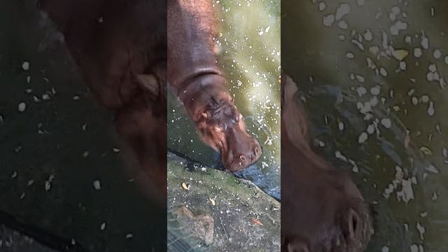 Контактный зоопарк Кхао Кхео 2023 г.(1) смотреть онлайн