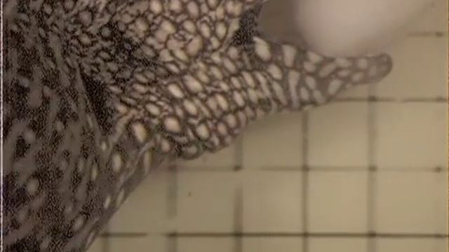 Moray Eel Eating 1 смотреть онлайн