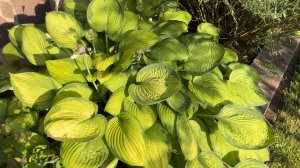 ХОСТЫ ЯРКОГО ОКРАСА. ЖЕЛТО-ЗЕЛЕНЫЕ С ИНТЕРЕСНОЙ ФОРМОЙ ЛИСТЬЕВ. Beautiful hosts in landscape design.