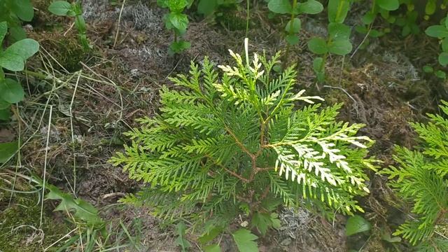 Размножение ели черенками в открытом грунте. Без всяких танцев с бубнами. смотреть онлайн