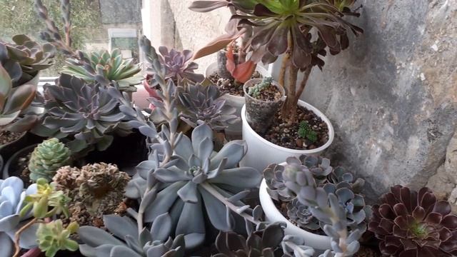 Обзор суккулентов и кактусов на балконе. 03.10.2020г. Новый стеллаж. смотреть онлайн