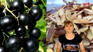 Картофельные очистки - подкормка для САДА и ОГОРОДА!