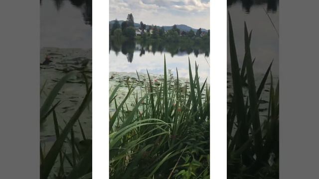 Красивое озеро, прогулка с внуками смотреть онлайн