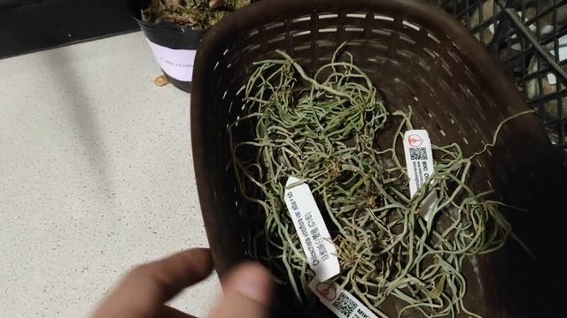 Завоз от поставщика Мики на октябрь-ноябрь 2020 смотреть онлайн