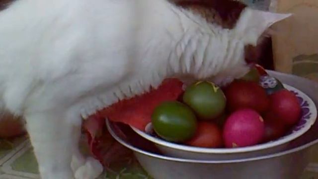 кот ворует яйца смотреть онлайн