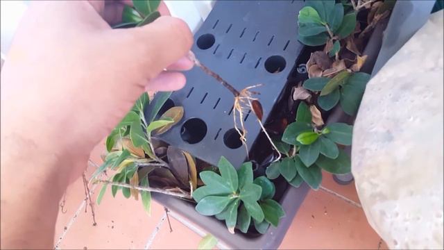 Ficus esquejes en agua смотреть онлайн