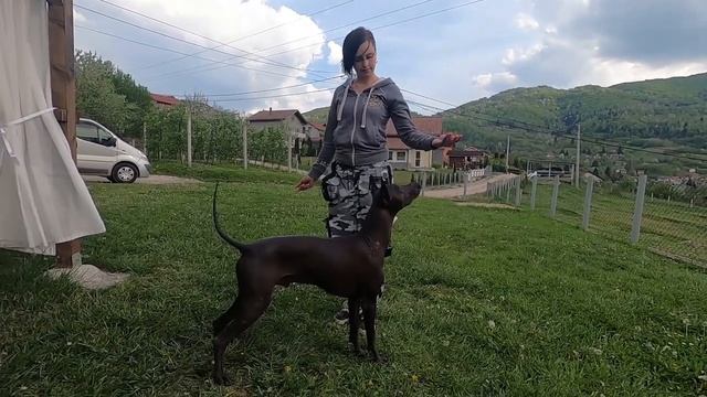 Sit-Down-Stand commands with Xoloitzcuintle. Команды сидеть-лежать-стоять с ксоло. смотреть онлайн