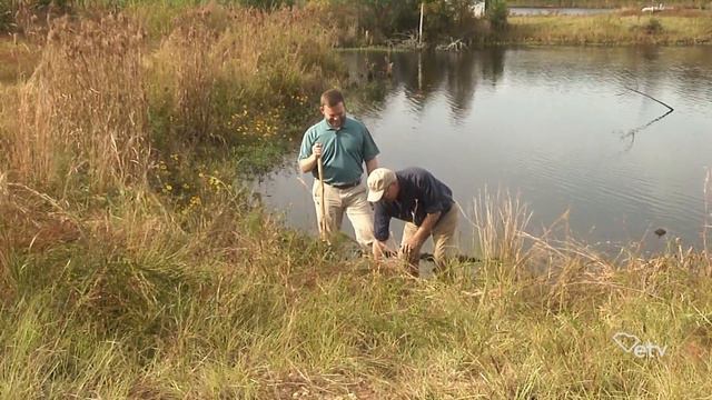 Pond Botany смотреть онлайн