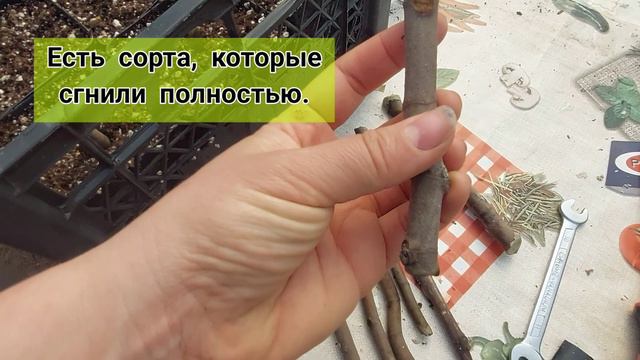 Поставила черенки инжира на укоренение смотреть онлайн