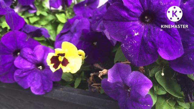SWEET VIOLET FLOWER/ CINDY’S GARDEN смотреть онлайн