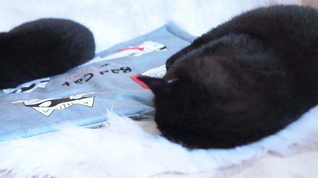 British Shorthair Black Kittens 4 Months Old