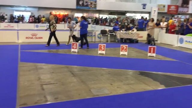 EDS 2017 Kyiv Kerry blue terrier male champion смотреть онлайн