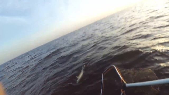 Крупный судак на джиг в коряжнике. Трофеи. Лучшая рыбалка сезона. Осень. Волга. смотреть онлайн