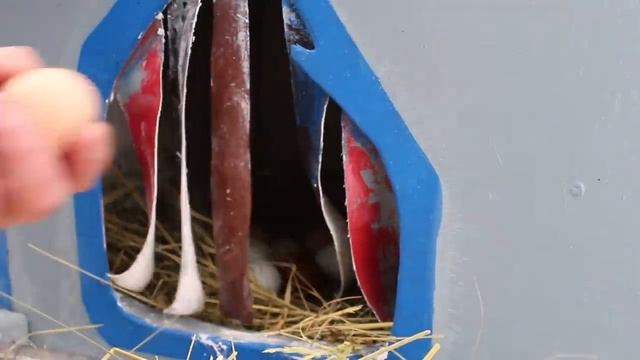 ОТЛИЧНАЯ ЯЙЦЕНОСКОСТЬ КУР!!! ТРИ ГЛАВНЫХ ПРАВИЛА!!! 08.01.2024 год. смотреть онлайн