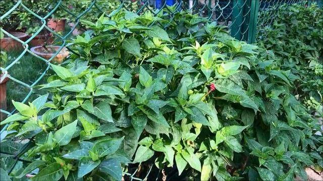 Mirabilis jalapa, the Four O’Clock Flower смотреть онлайн