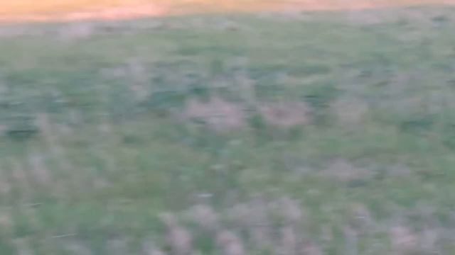 Охота на перепела с легавой смотреть онлайн