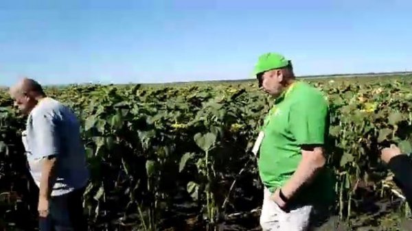 Гибрид подсолнечника Деркун SEEDECO semences