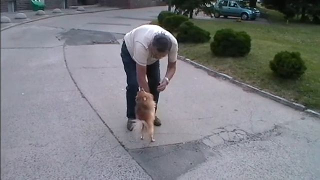 Pomeranian (Лэк - воспитанник Людмилы Алексеевой, шпиц померанский) смотреть онлайн