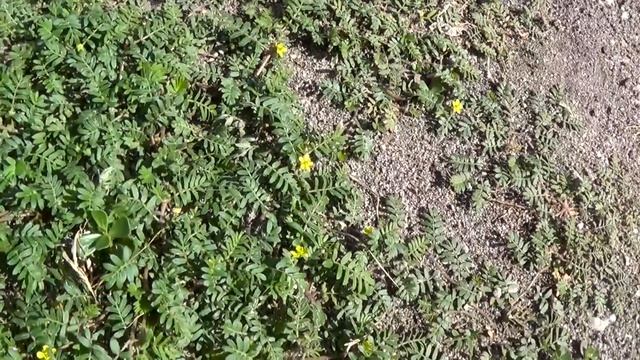 Природная виагра. Ответы на вопросы.