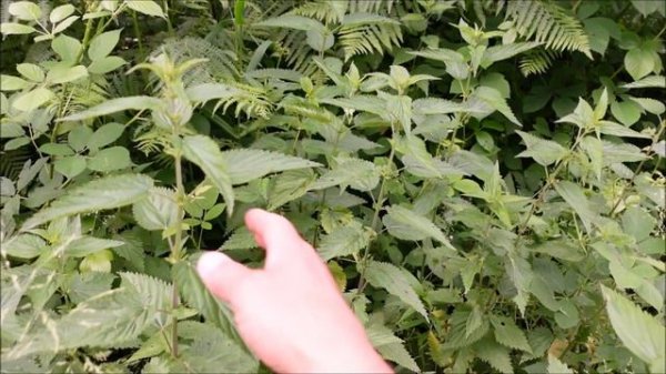 Крапива - польза и противопоказания. Как собирать крапиву