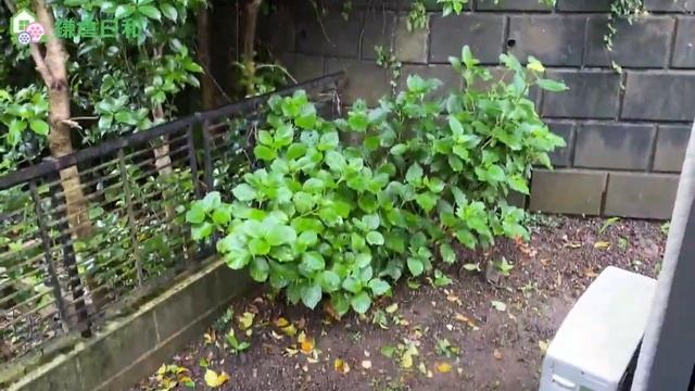 【北鎌倉エリア賃貸物件】北鎌倉 台平屋貸家４｜5427 смотреть онлайн
