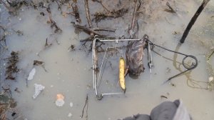 Осина или морковь. Проверка капканов на бобра 2021-2022