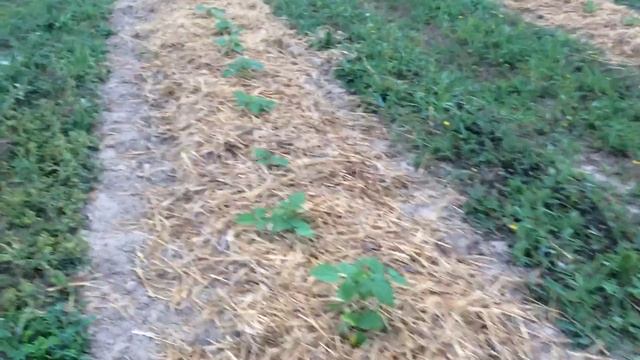 Рита, ремонтантный сорт малины.Младшая сестра Марички. смотреть онлайн