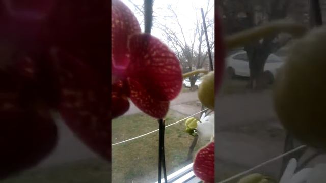 обзор моих цветочков на балконе смотреть онлайн