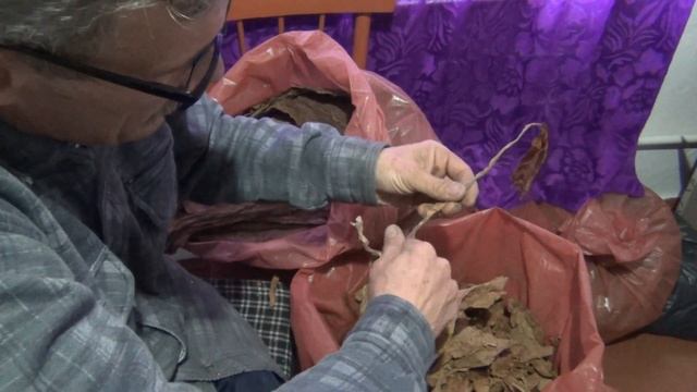 Удаление центральной жилки у табачного листа смотреть онлайн