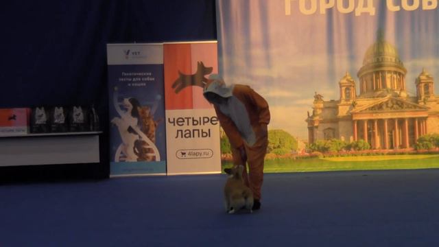 Петрова Карина и Вельш корги пемброк ФРАЙ ВИНД ИТА, Дети смотреть онлайн