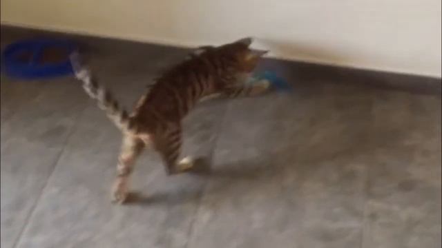 Как и где купить тойгера? Котёнок тойгер - питомник тойгеров в Москве смотреть онлайн