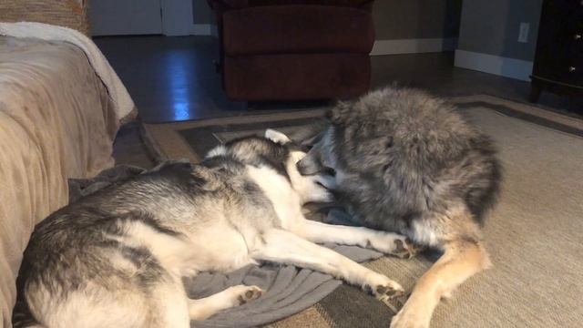 Wolf Dog Growl Machine