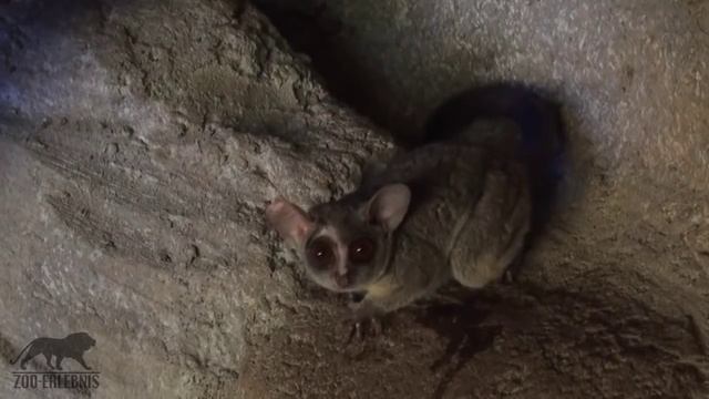 Senegal Galago - putzige Affen der Nacht смотреть онлайн