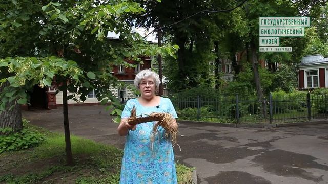 О липе рассказывает зав. отделом ботаники Елена Николаевна Михеечева. смотреть онлайн