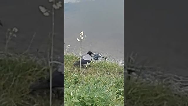 Ворона хочет съесть голубя. смотреть онлайн