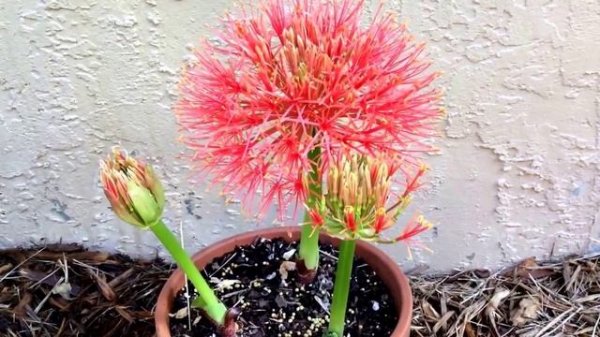 Haemanthus multiflorus (Scadoxus multiflorus) Blood lily, pincushion flower