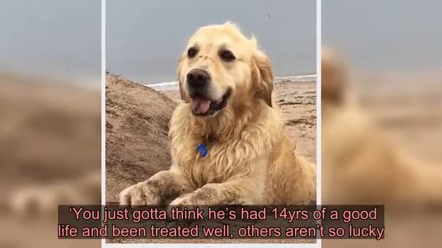 Homes Under The Hammer star Martin Roberts ‘heartbroken’ as pet dog Mylo dies after stroke смотреть онлайн