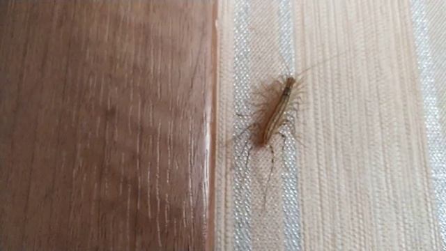 Сороконожка, многоножка,мухоловка в квартире, Scutigera coleoptrata смотреть онлайн