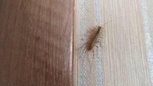 Сороконожка, многоножка,мухоловка в квартире, Scutigera coleoptrata