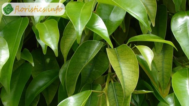 Уход за фикусом Бенджамина в домашних условиях смотреть онлайн