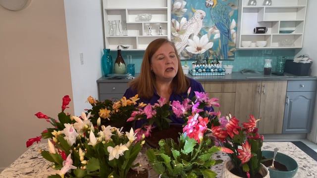 Christmas Cactus Fertilize with Coffee Grounds [Christmas Cactus Care]☕️☕️☕️ смотреть онлайн